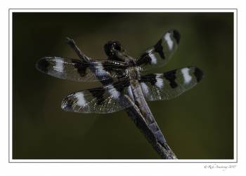 dragon fly 4 copy copy.jpg
